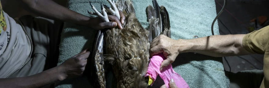 Au Kenya, l'opiniâtre travail de sauvegarde des rapaces, menacés d'extinction