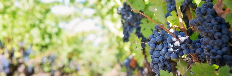 15 millions de l'UE pour le vin africain : mais pourquoi l'Europe fait-elle ce chèque ?