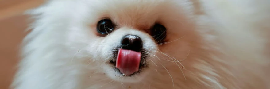 Toutouccino et macarons: le bar à chiens, nouvelle niche du chic parisien