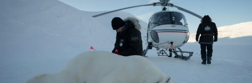 Dans l'Arctique, une expédition norvégienne réalise des biopsies sur des ours polaires
