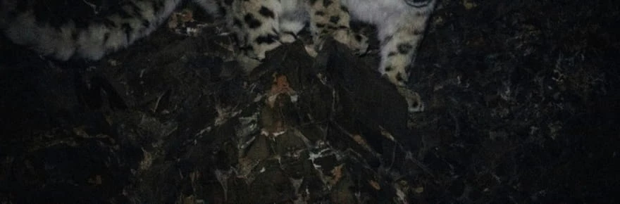 En Mongolie, léopards des neiges et gazelles sauvages menacés par l'élevage