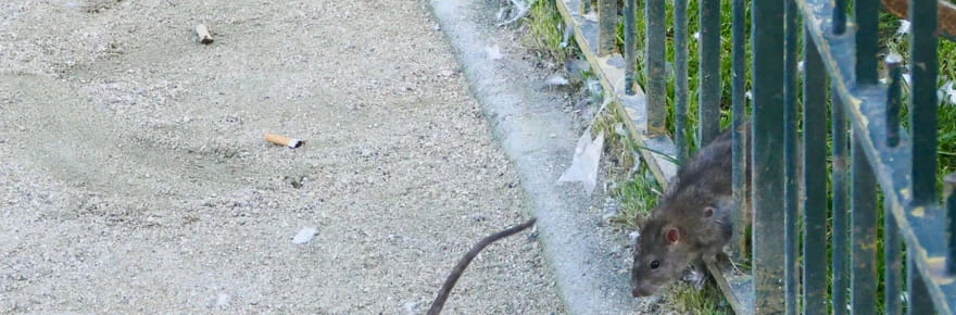 La rats à l'assaut d'une commune de Seine-et-Marne, elle a un sérieux problème avec les déchets