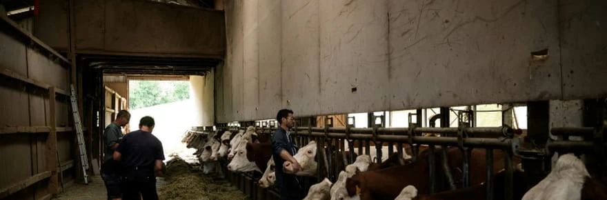 Dermatose des bovins: la ministre de l'Agriculture chez les éleveurs touchés