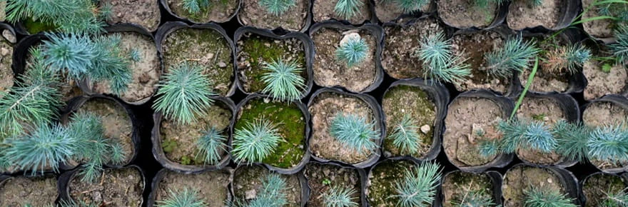 Les Afghans redécouvrent les bienfaits des arbres
