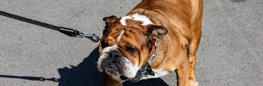 Roscoe est dans le coma, Lewis Hamilton ne sait pas s'il se réveillera un jour