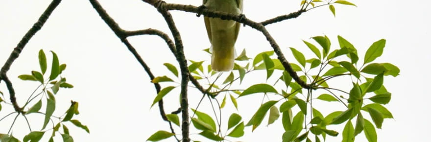 A Hong Kong, des nids artificiels pour sauver des cacatoès de l'extinction