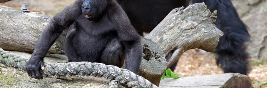 Des gorilles abandonnés dans un zoo fermé il y a trois ans, 