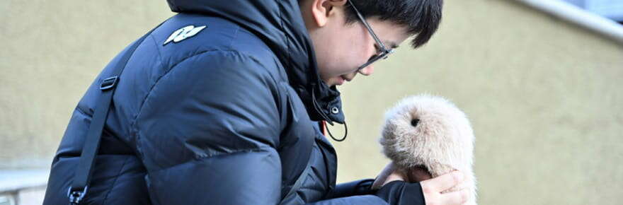 En Chine, les animaux robots dotés d'IA consolent une jeunesse solitaire