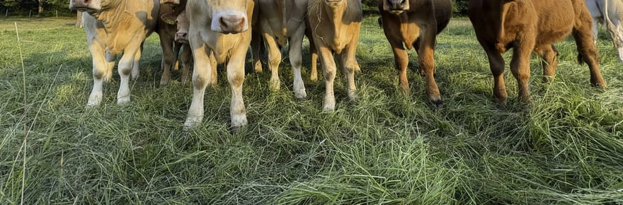 Sauver 3,6 milliards d'animaux chaque années, c'est possible avec ces mesures qui bousculent, selon une ONG