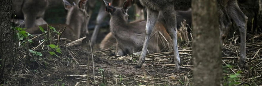 En Thaïlande, des proies lâchées dans la jungle pour sauver les tigres
