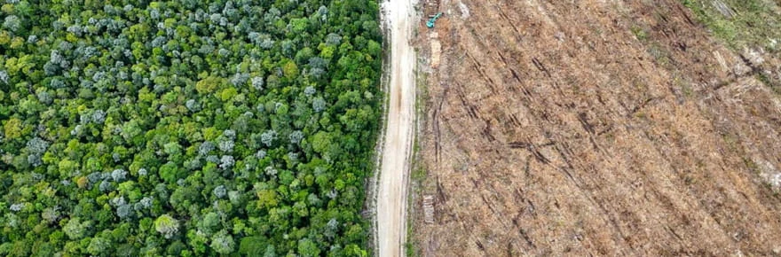 Une forêt indonésienne rasée pour un fabricant d'emballages 