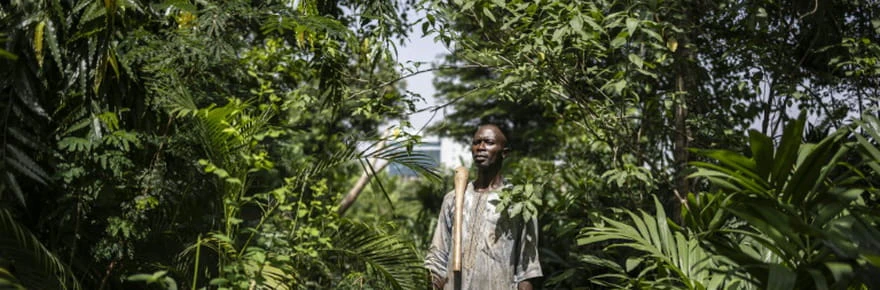 Dans la capitale nigériane, les fermes urbaines menacées par la pression immobilière