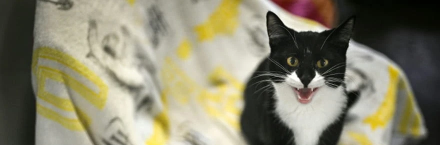 Coût de la vie: les Britanniques abandonnent leurs animaux domestiques