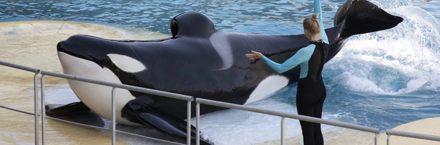 Pourquoi une orque de Marineland a-t-elle été stimulée sexuellement ? Deux versions s'affrontent