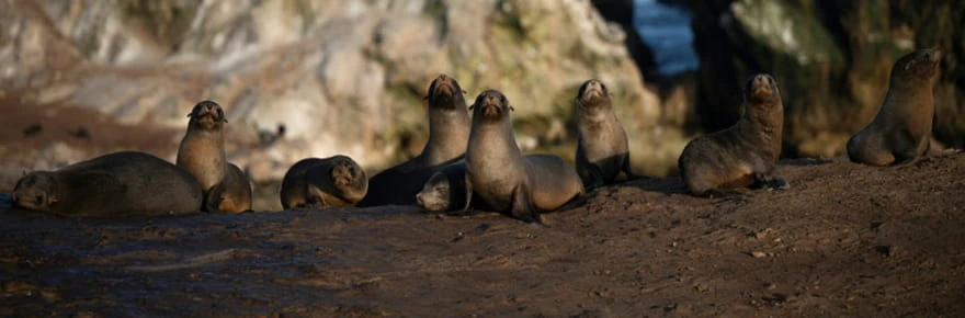 Le sanctuaire menacé de Punta San Juan, reflet du déclin de la faune littorale au Pérou