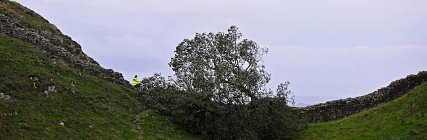 Annonce de la peine pour deux hommes qui ont abattu l'arbre le plus célèbre d'Angleterre