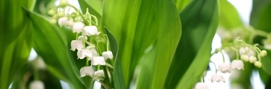 Attention à l'amende si vous cueillez du muguet, trop peu de gens connaissent les règles