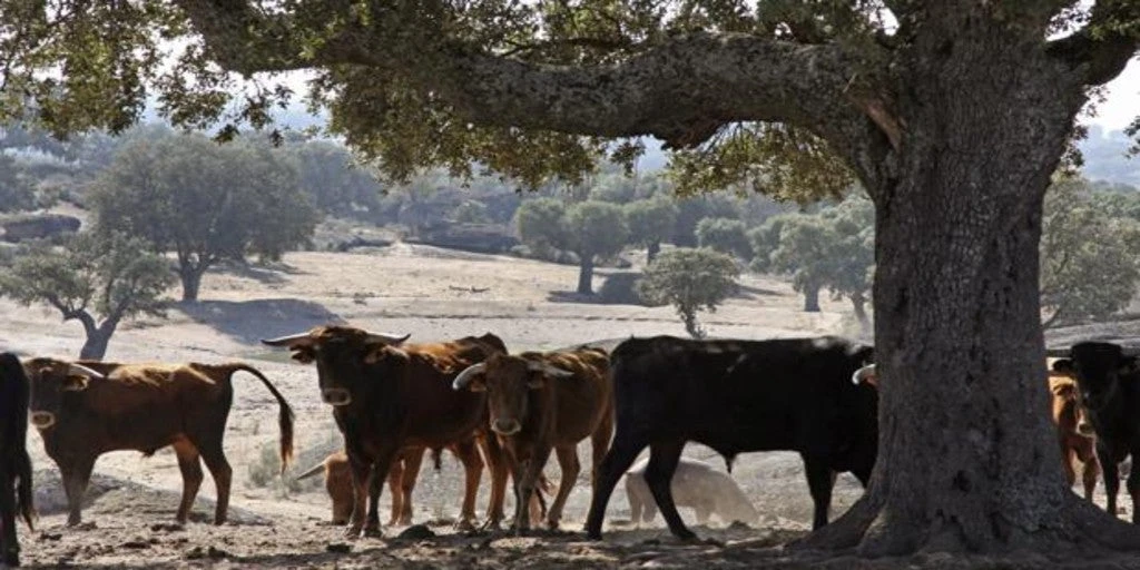 «Toro, agua, piedra y mantel»: emociones taurinas de Salamanca