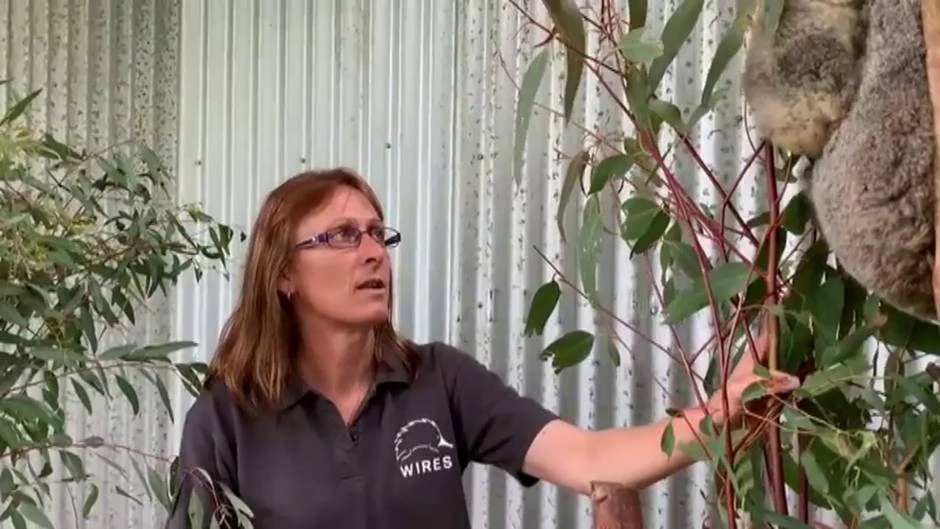 El crecimiento de las urbanizaciones de Sidney amenaza el hábitat de los koalas
