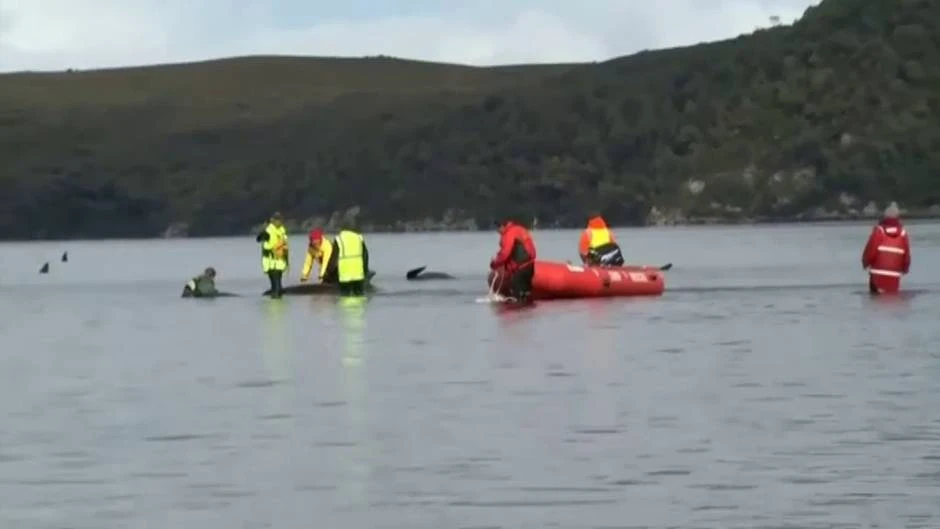 Logran devolver a mar abierto a 70 ballenas en Tasmania