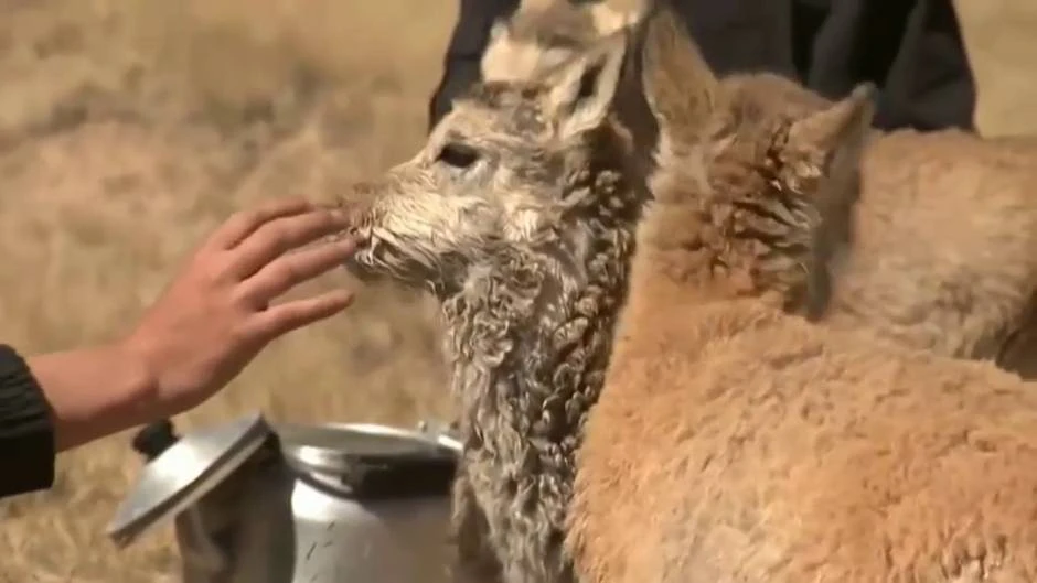 Un grupo de guardabosques rescata en el norte de China a crías de antílope huérfanas