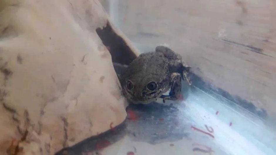 Chile reproduce 200 ranas del Loa a partir de los últimos 14 ejemplares que quedaban vivos
