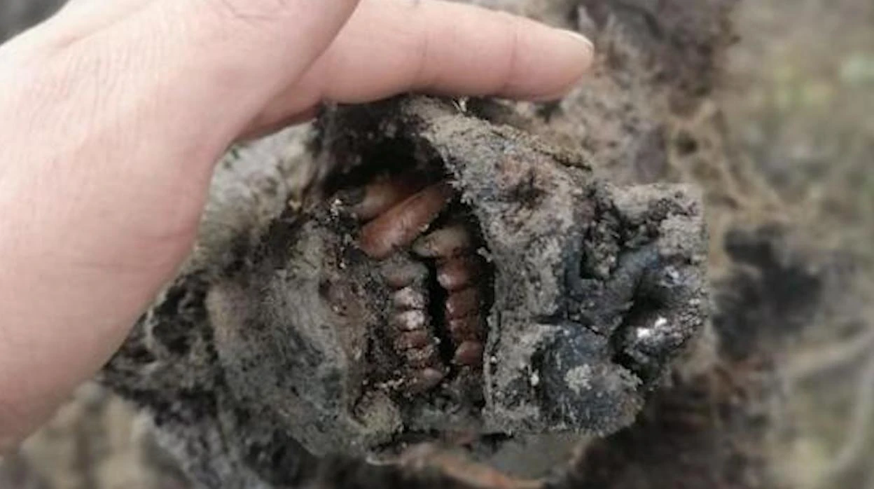 Hallan un oso de las cavernas de más de 22.000 años preservado en el hielo