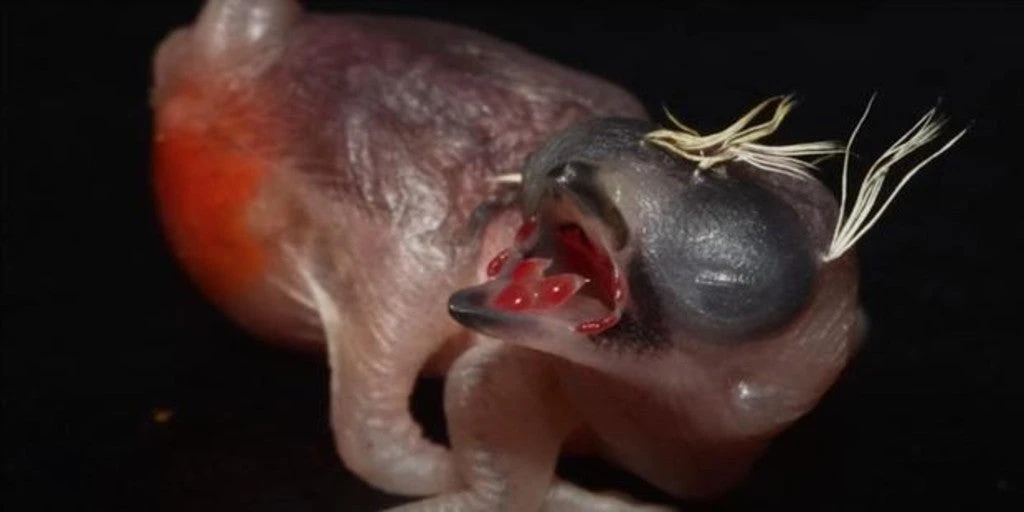 El terrible pájaro parásito que se hace pasar por las crías de otras aves