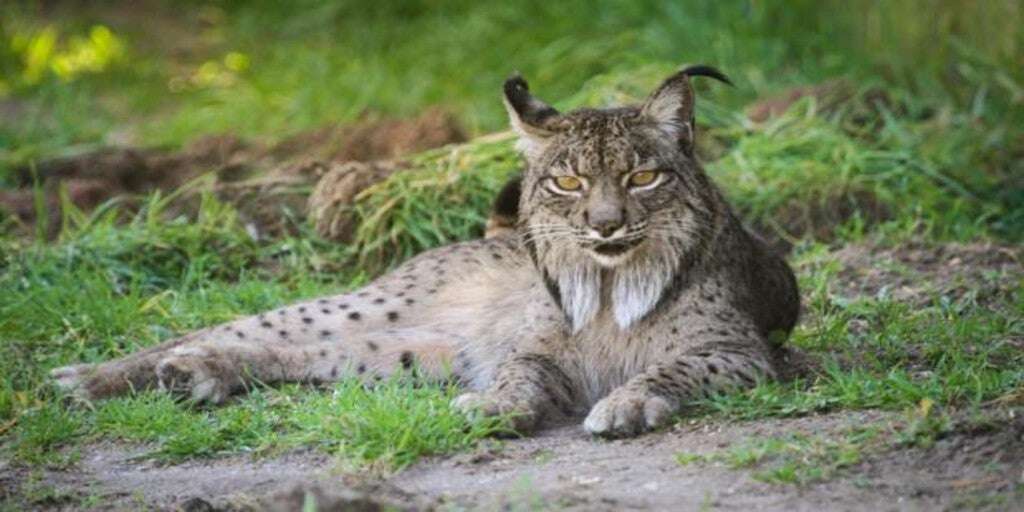 Científicos españoles descubren la ventaja genética que ayudó al lince a eludir la extinción