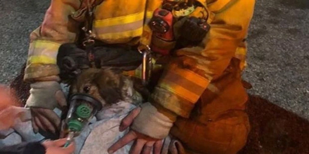 Una mujer dona a los bomberos más de 7.500 máscaras de oxígeno diseñadas especialmente para mascotas