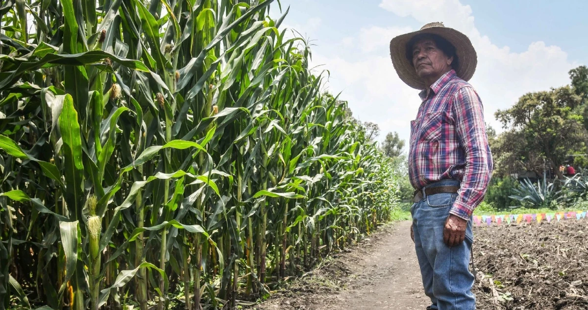El Gobierno de México anuncia decreto que prohíbe 35 plaguicidas altamente peligrosos