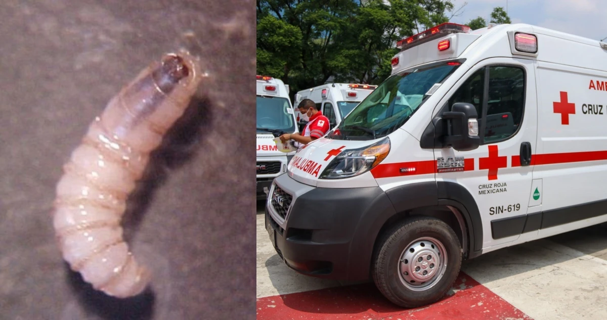 Tercer caso de miasis por gusano barrenador en un ser humano se detecta en Chiapas