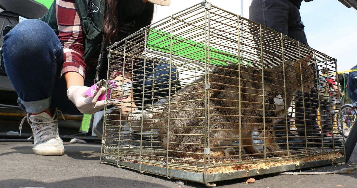 Venta de animales será prohibida en el Mercado de Sonora desde 2026, afirma Alcaldesa