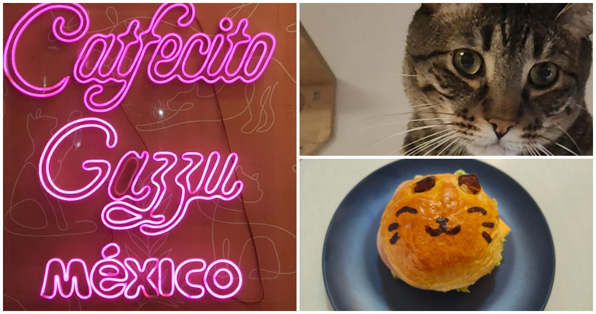 Catfecito, un lugar para tomarse un café, disfrutar de los gatos y de paso ayudarlos