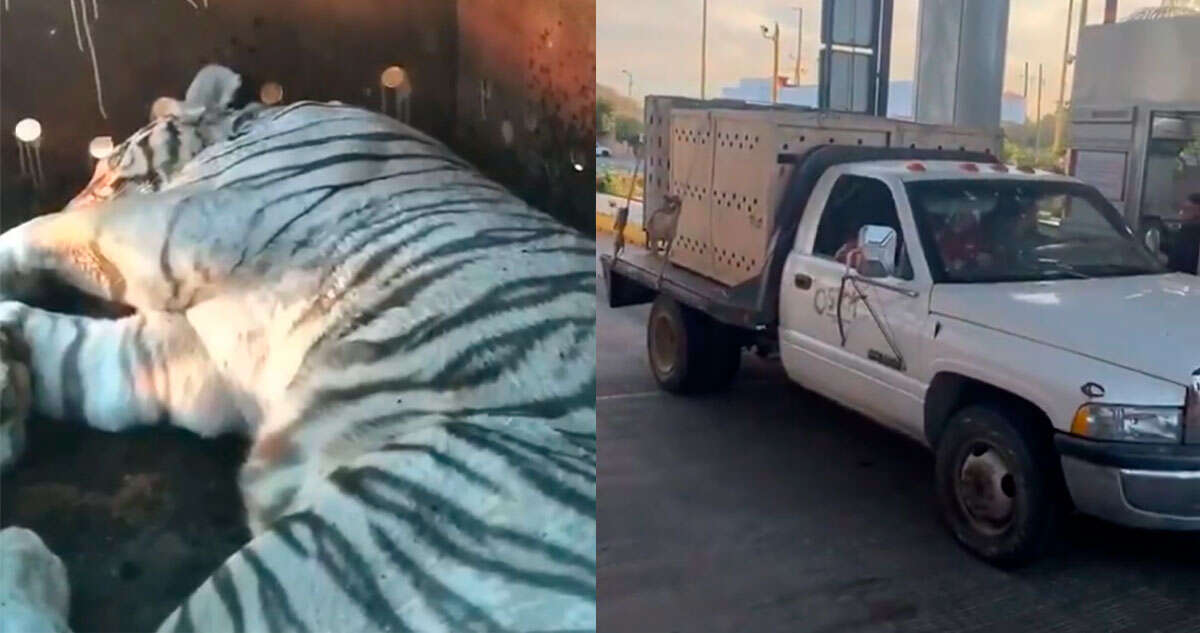 Dos tigres de bengala son rescatados en Sinaloa; van 11 ejemplares resguardados