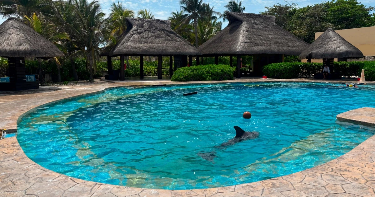 La Profepa clausura al Dolphinaris Barceló por maltrato animal y violaciones a la Ley