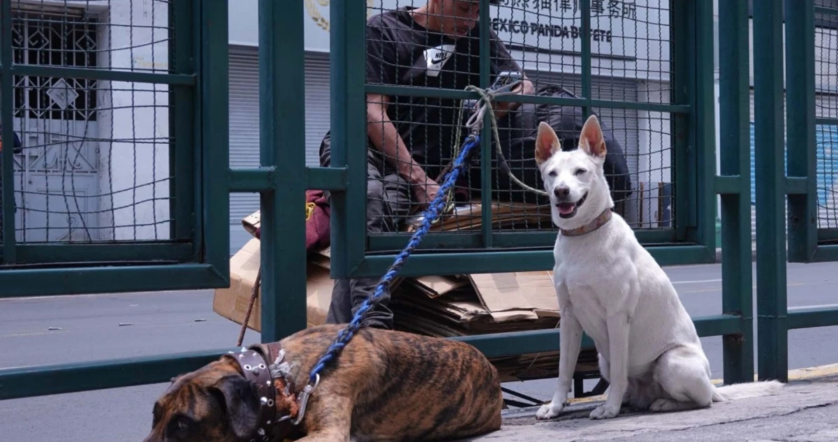 ¿Te pueden multar por no registrar a tu mascota en la CdMx? La Agatan aclara dudas