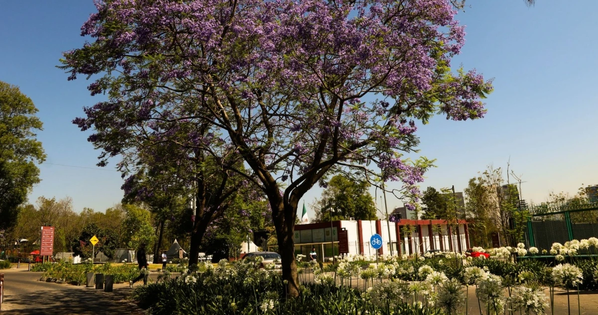 Bosque de Chapultepec no será urbanizado. CSP pide a Miguel Hidalgo no dar permisos