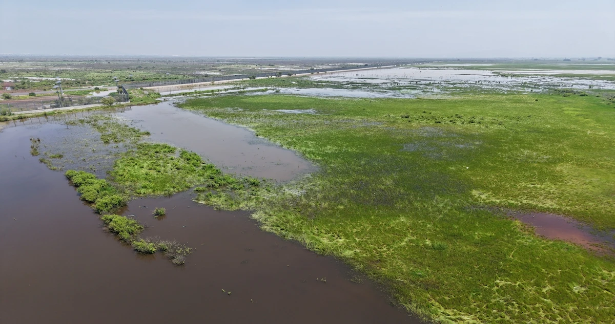 Las aves migratorias construyen un reino sobre restos del NAIM, en el Lago de Texcoco