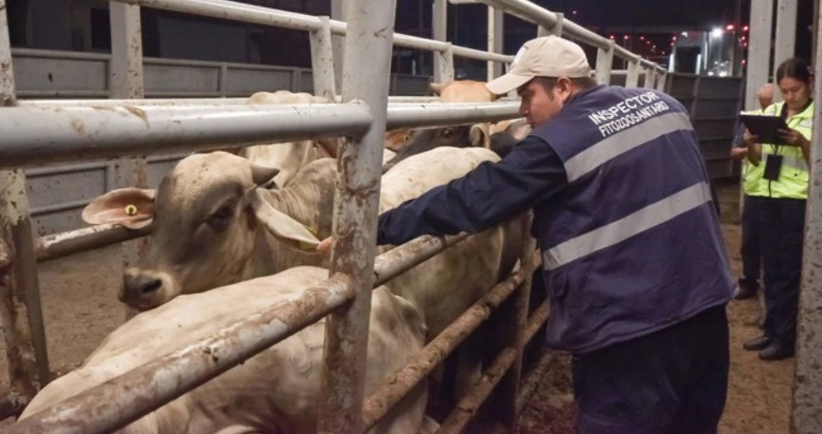 Agricultura contratará a más de 100 chapingueros para combatir al gusano barrenador