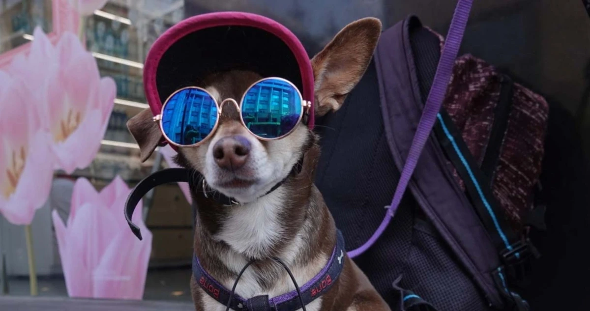 La SSC-CdMx advierte por golpes de calor en mascotas; estas son las señales de alerta