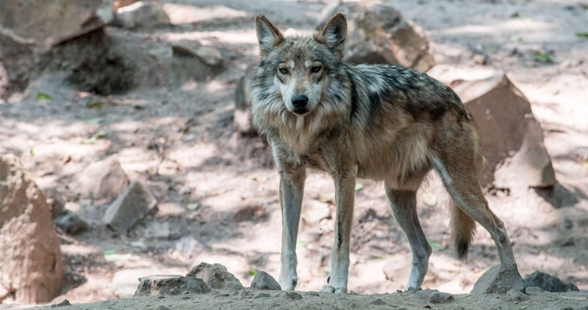 Cómo el Zoológico de Chapultepec impulsa renacer de especies al borde de la extinción