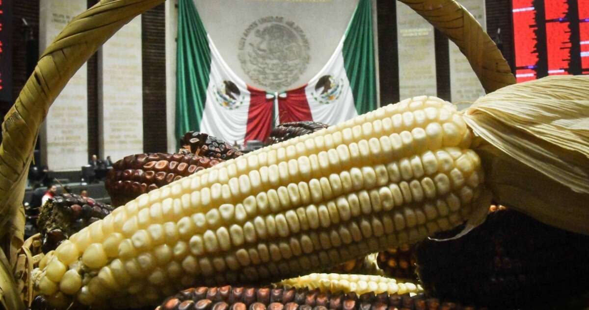 Diputados aprueban reforma que prohíbe el cultivo de maíz transgénico en México