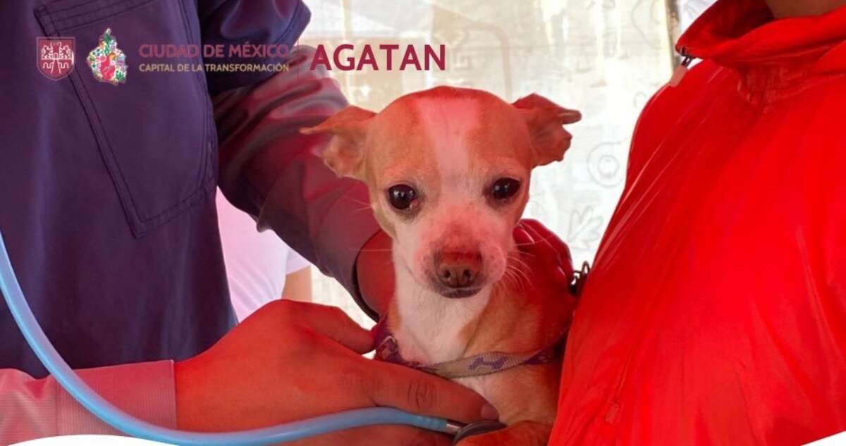 Agatan ofrece esterilización gratis para mascotas en CdMx; conoce aquí los detalles