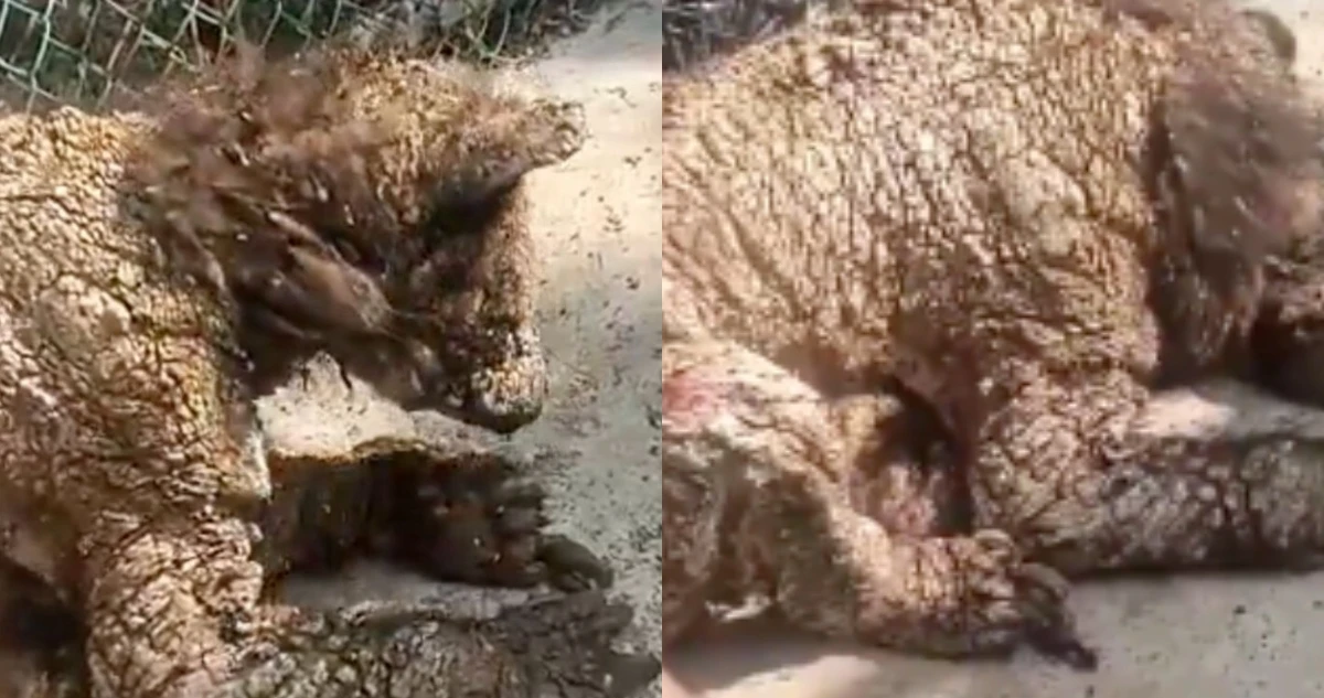 El coordinador del zoológico 