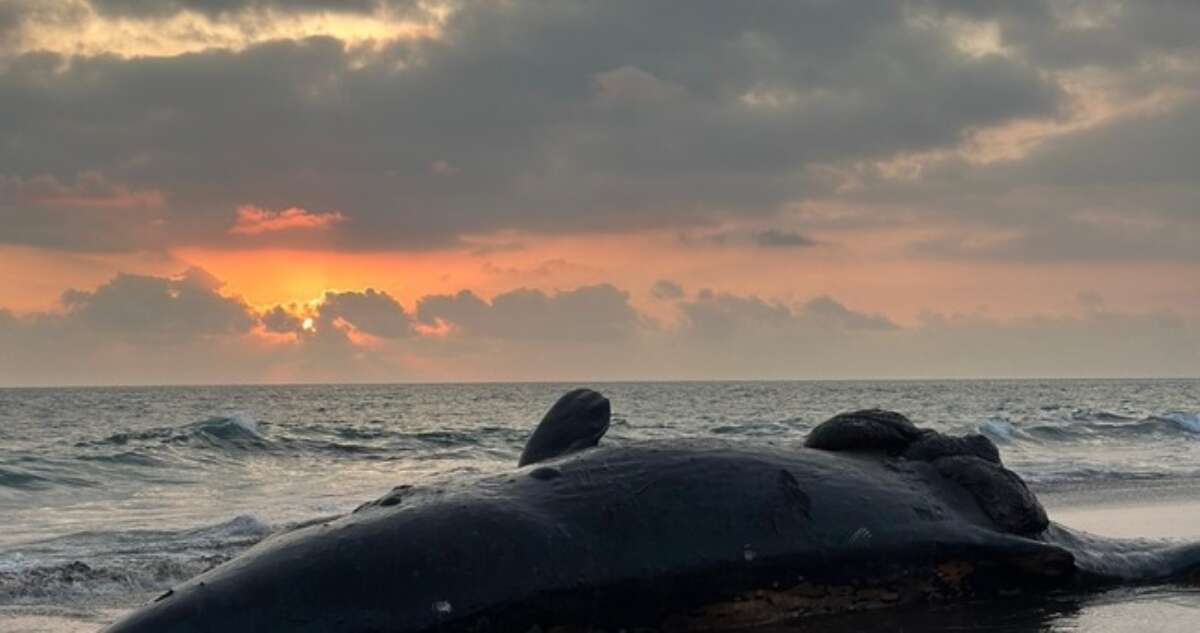 Profepa y pobladores de Colima sepultan a ballena que encalló en la playa de Cuyutlán