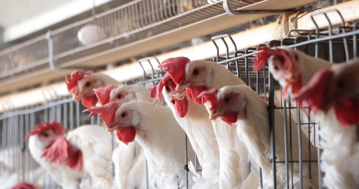 México suspende importación de todos los productos avícolas de Brasil por gripe aviar