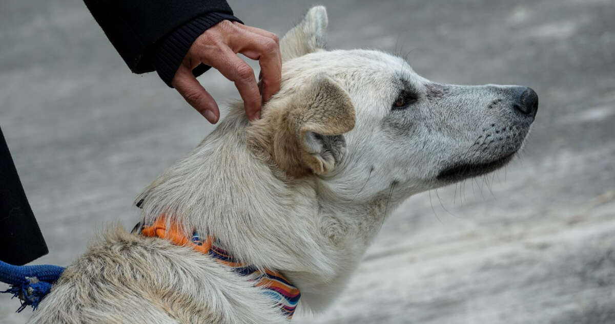 Niños prenden pirotecnia en el hocico de un perro y muere; exigen justicia en Sonora