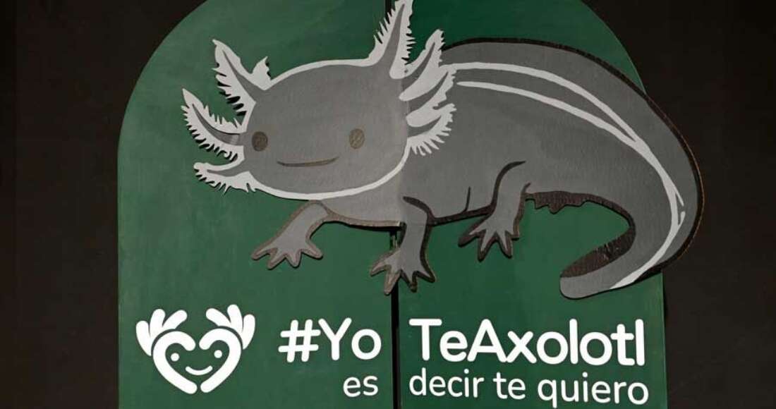 La Máxima Casa de Estudios inicia campaña para rescatar al ajolote de Xochimilco