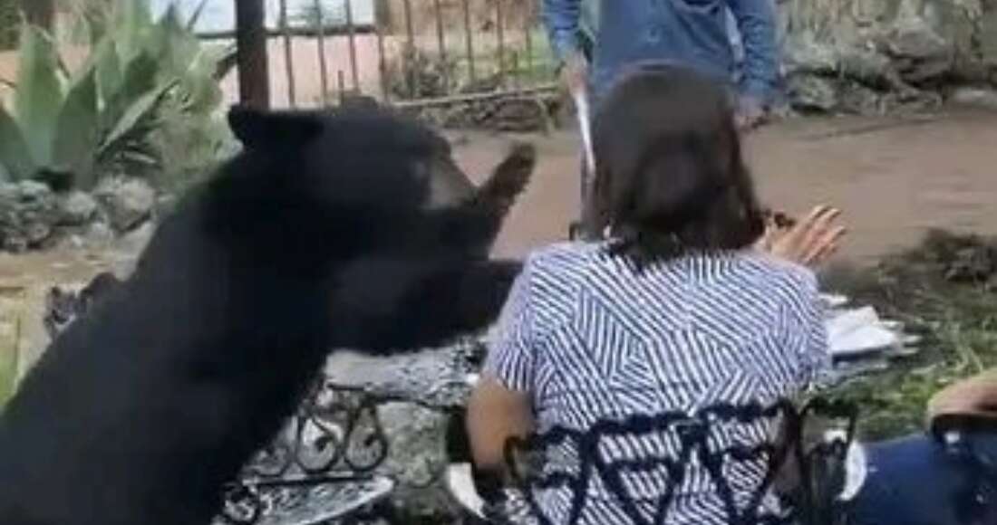 VIDEO: Oso negro sorprende a comensales y ataca a una mujer en un restaurante de NL